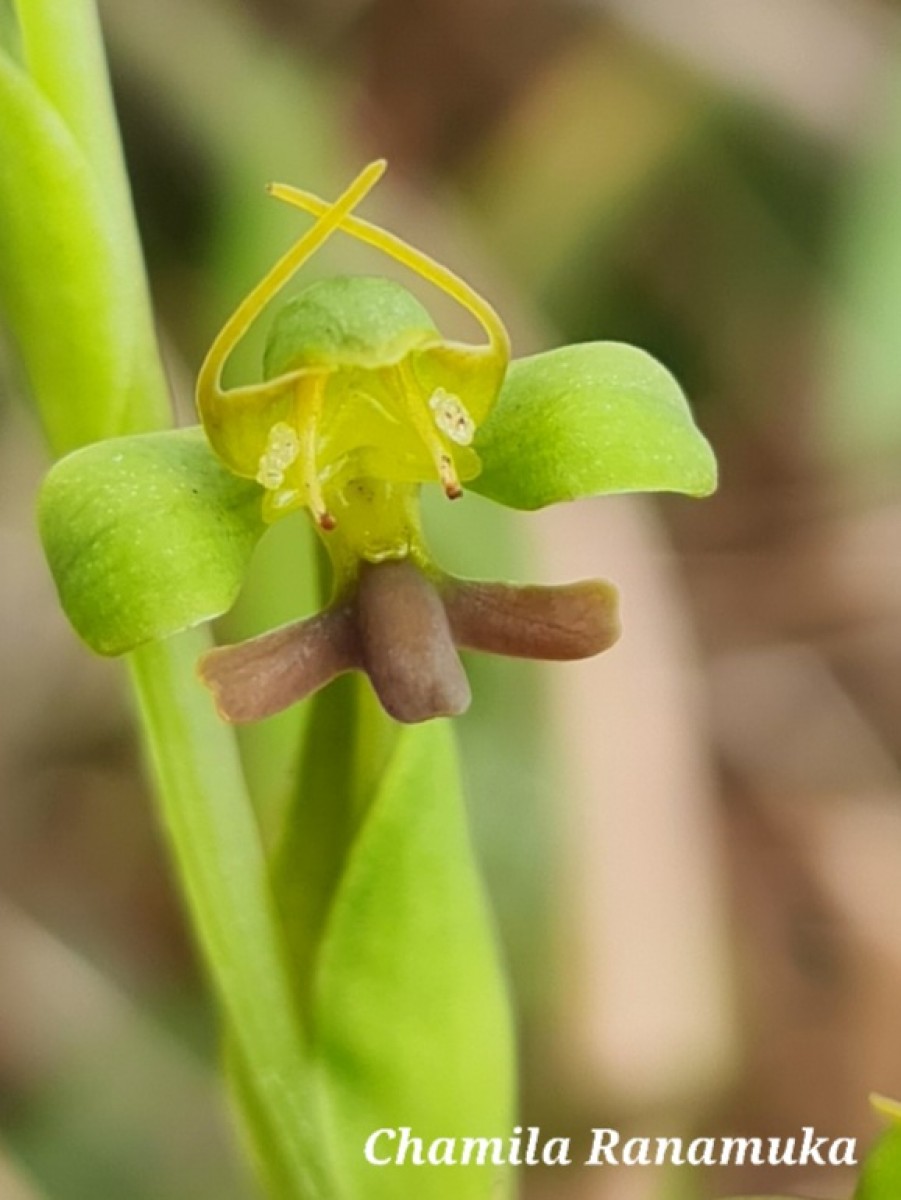 Habenaria acuminata (Thwaites) Trimen